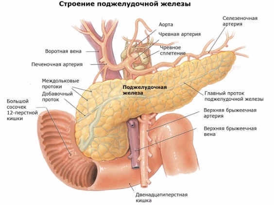 Гиперфункция и гипофункция поджелудочной железы: как развиваются и к чему приводят